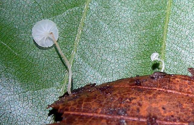 Alcune specie primaverili